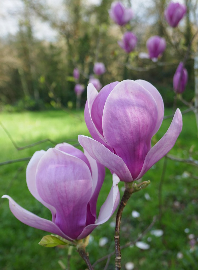 Foto van Gewone magnolia