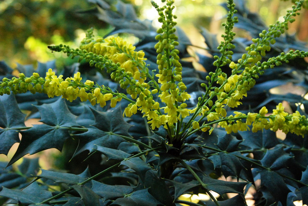 Foto van Gewone mahonia ‘ongebonden’