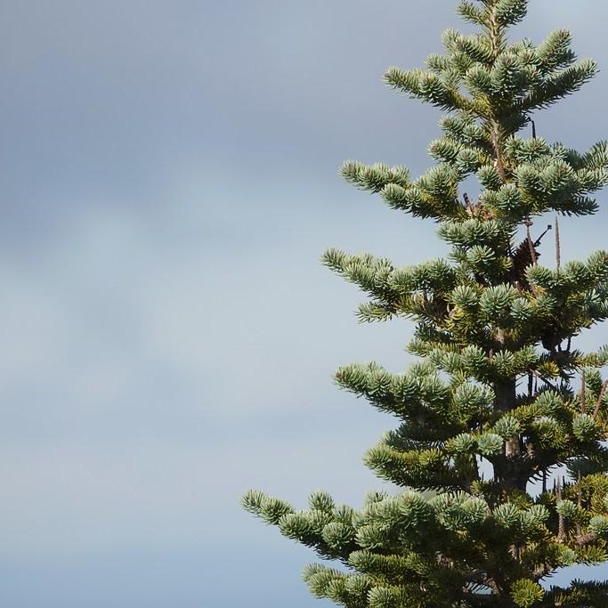 Foto van Balsamfir ‘Jamy’