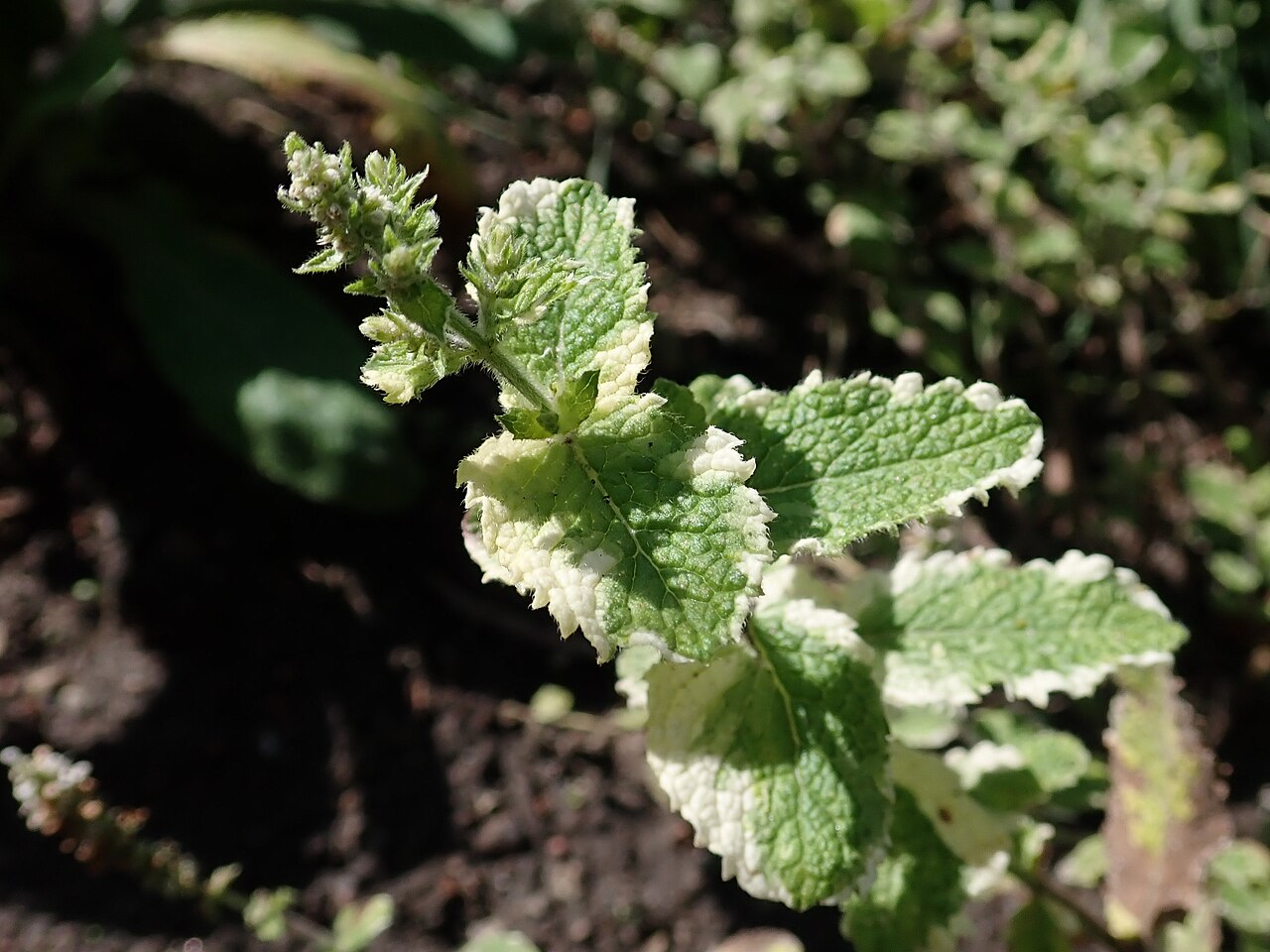 Foto van Ananasmunt ‘Variegata’