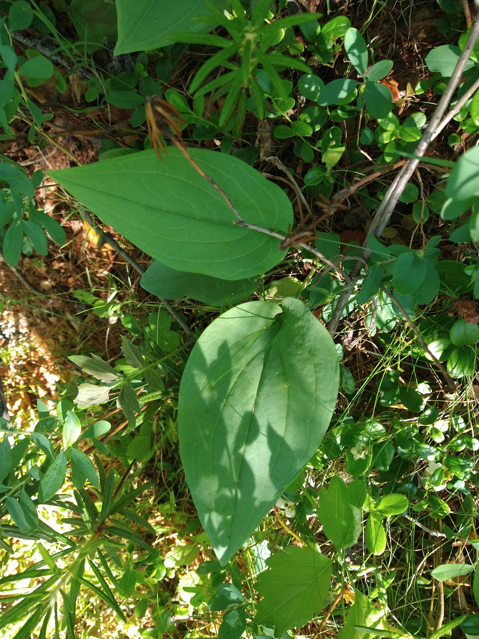 Foto van Siberische mertensia