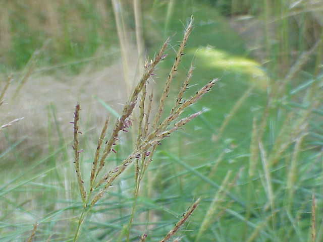 Foto van Prachtriet