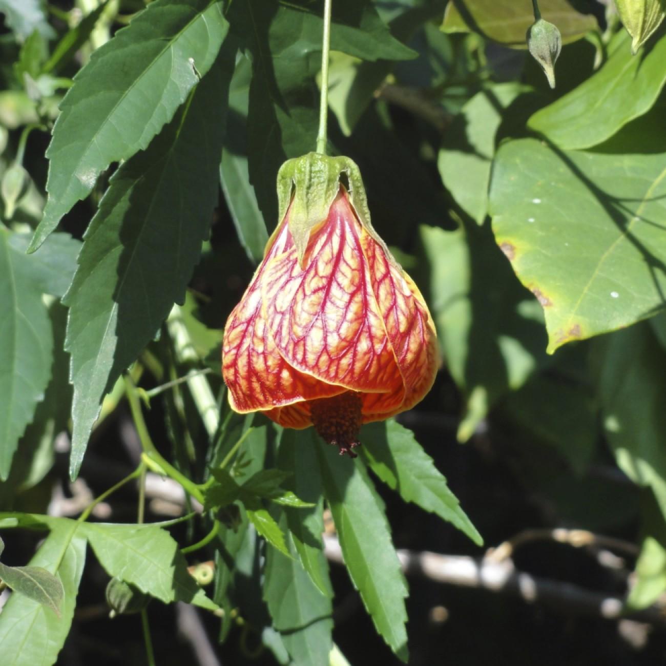 Foto van Goudstof Abutilon ‘Gold Dust’