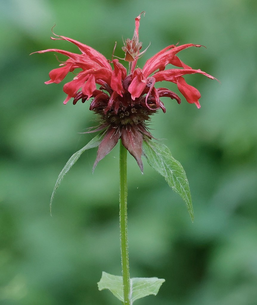 Foto van Gewone bergamotplant