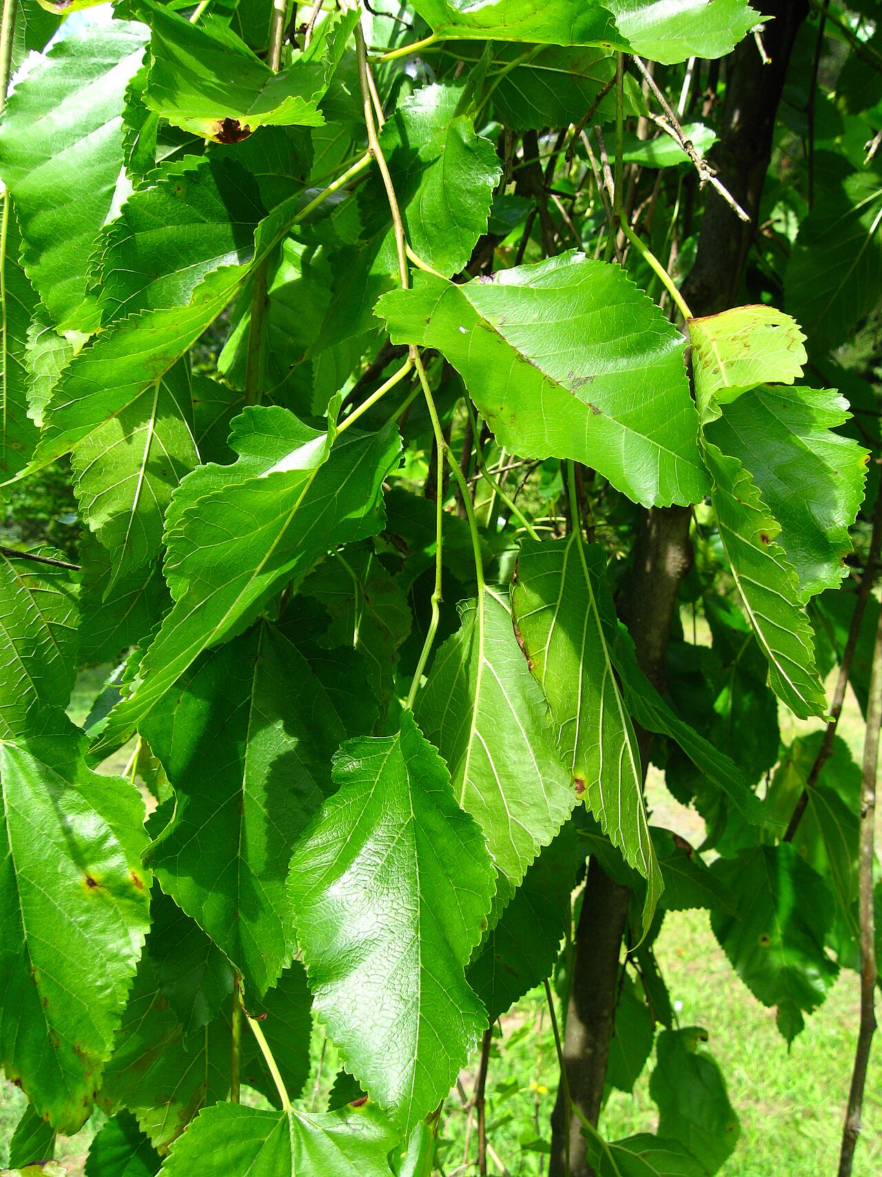 Foto van Treurmoerbei ‘Pendula’