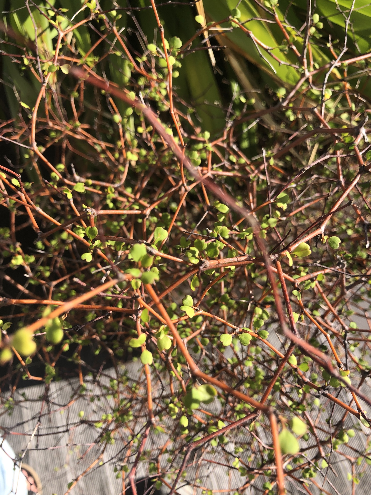 Foto van Zigzag-muehlenbeckia