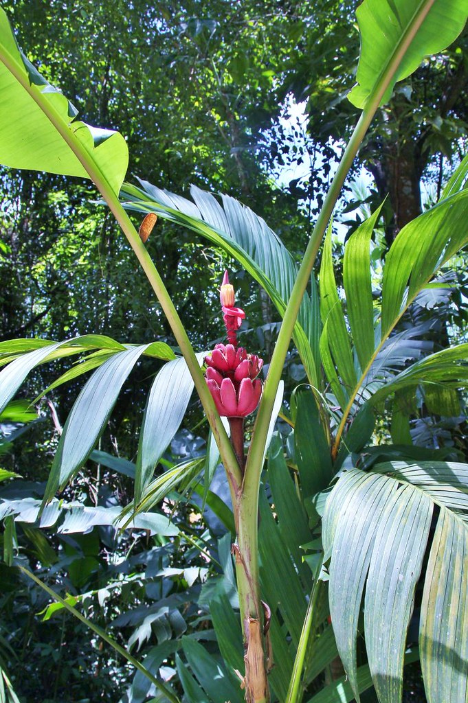 Foto van Roze banaan