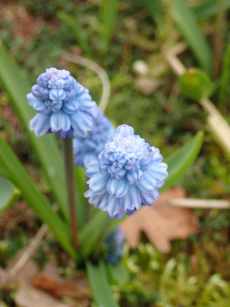 Foto van Azuurblauwe druifhyacint