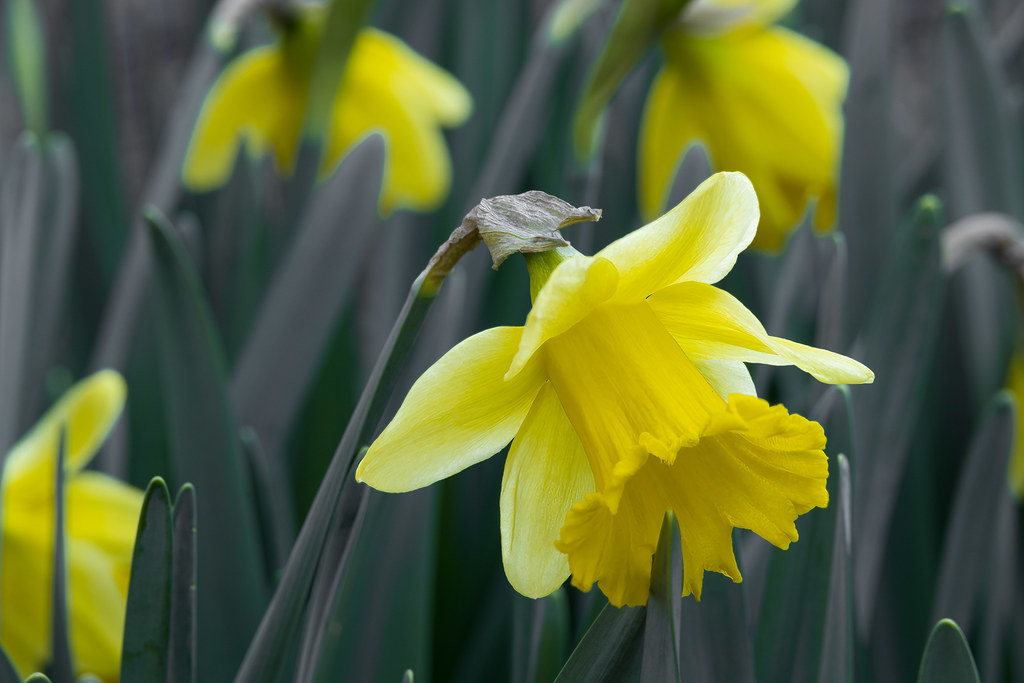 Foto van Wilde narcis