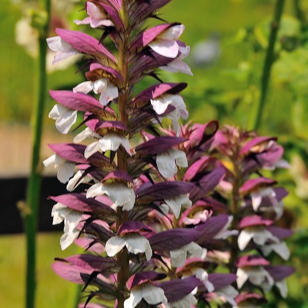 Foto van Doornige acanthus