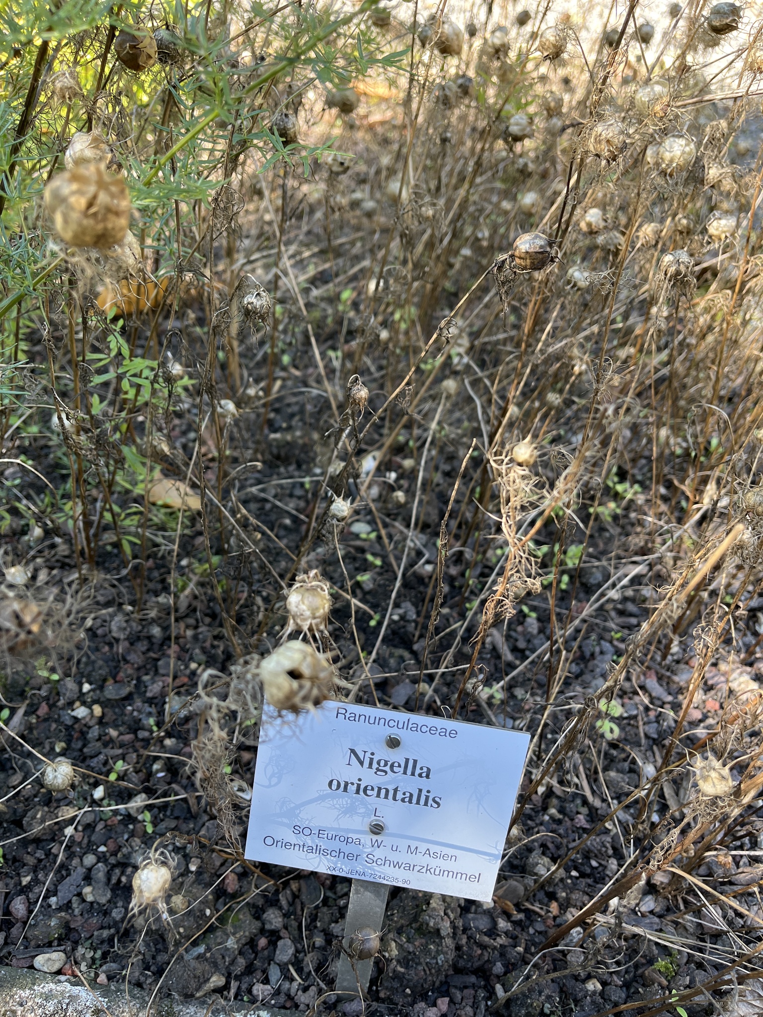 Foto van Oosters nigelle