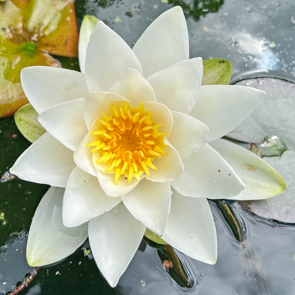 Foto van Welriekende waterlelie