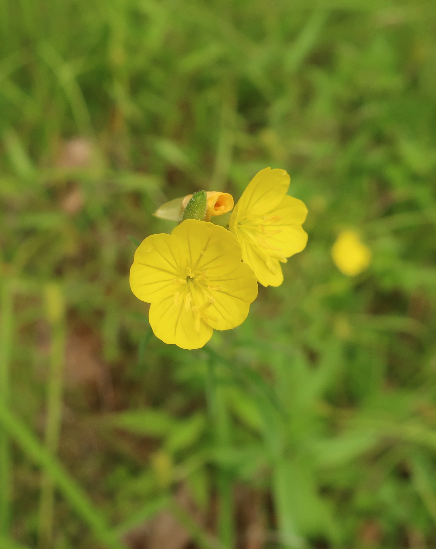 Foto van Dwergteunisbloem