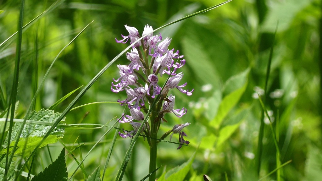 Foto van Aapjesorchis