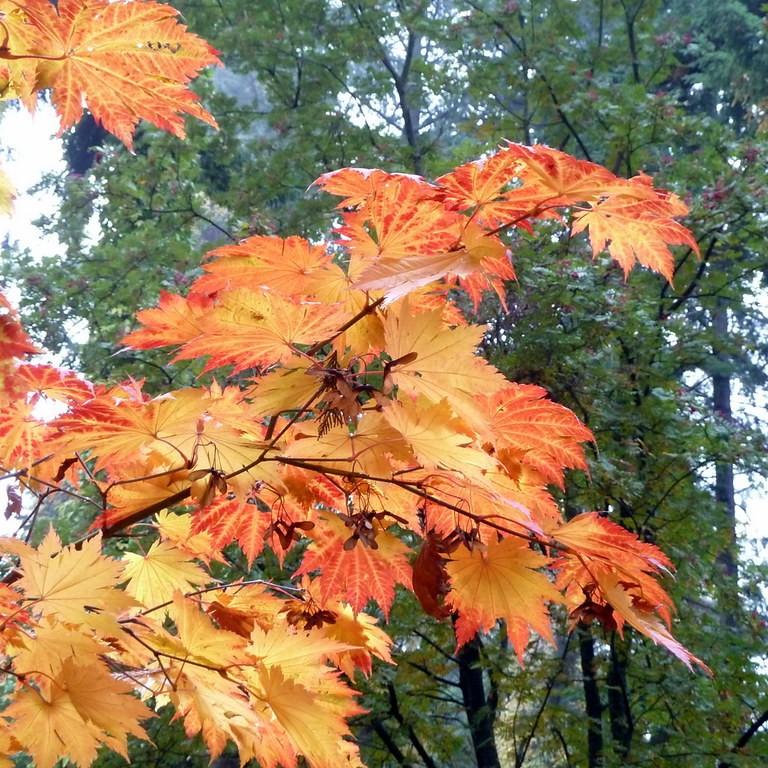 Foto van Japanse esdoorn ‘O-isami’