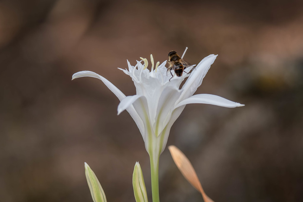 Foto van Strandnarcis