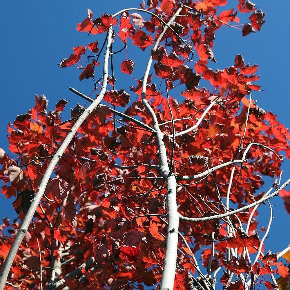 Foto van Acer rubrum ‘Brandywine’