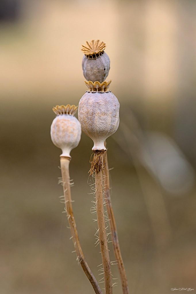 Foto van Slaapbol
