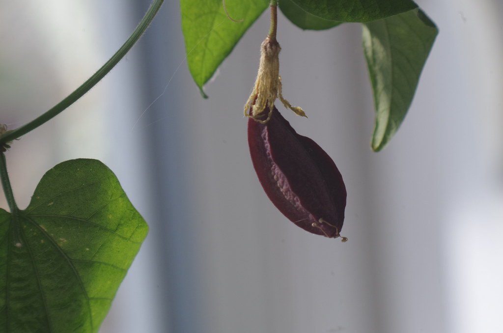 Foto van Vanillepassiebloem