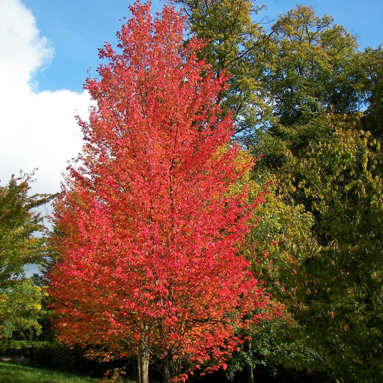 Foto van Amerikaanse Esdoorn ‘Northwood’