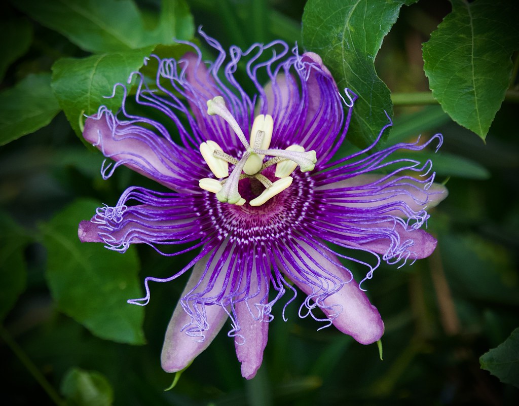 Foto van Wilde passiebloem