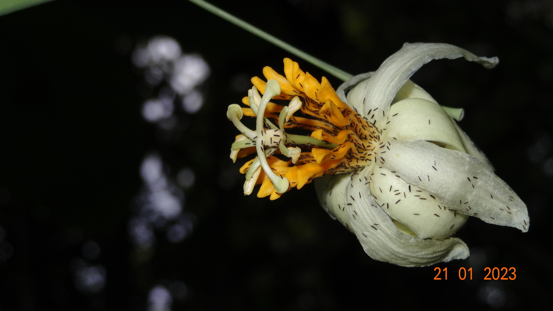 Foto van Boompassiebloem