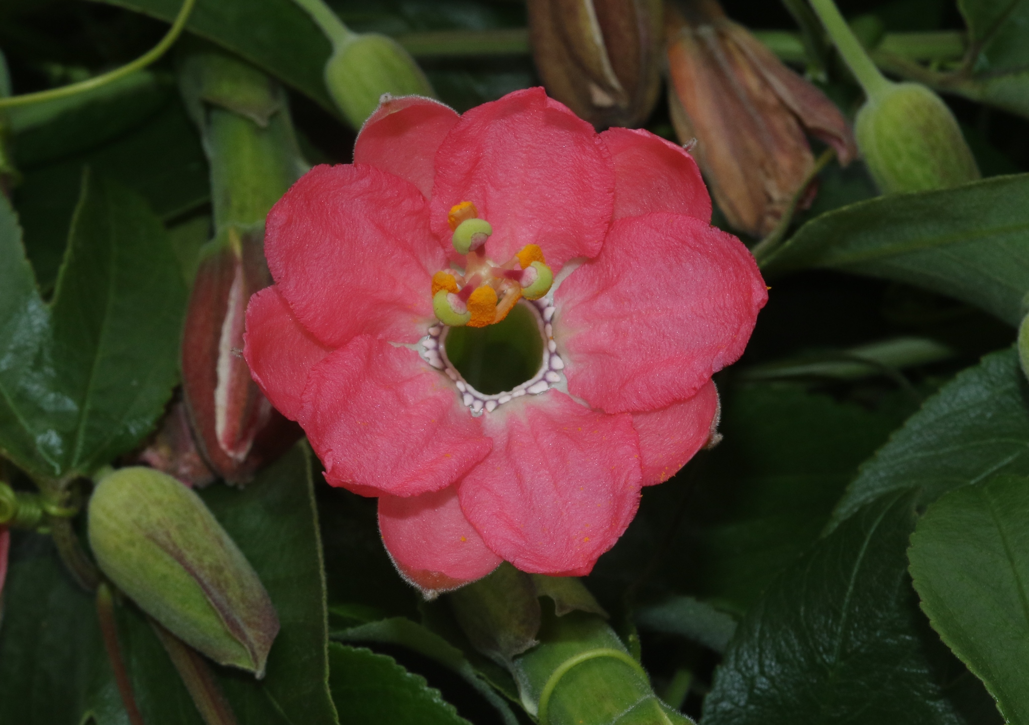 Foto van Rode kuippassiebloem
