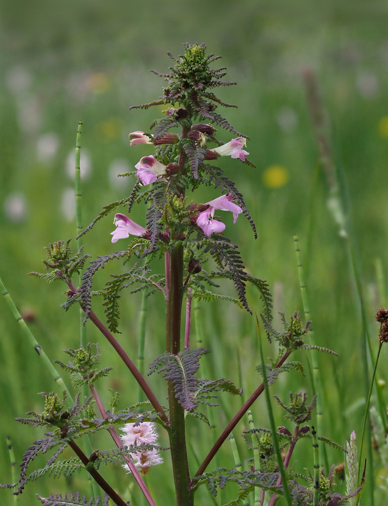 Foto van Moeraskartelblad