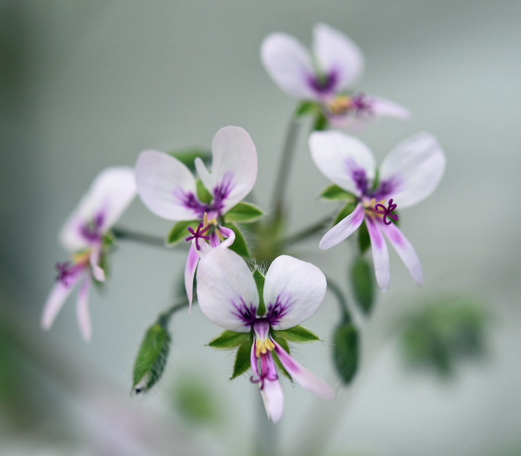 Foto van Rozenpelargonium ‘Graveolens’