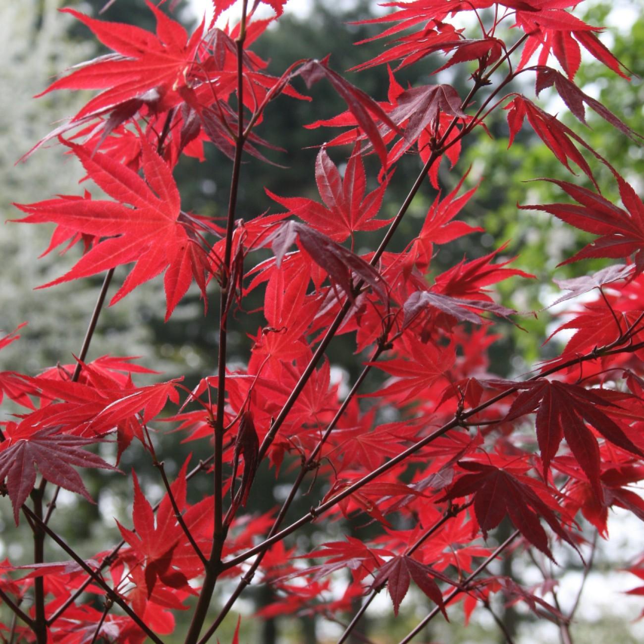 Foto van Japanse esdoorn ‘Beni Otake’