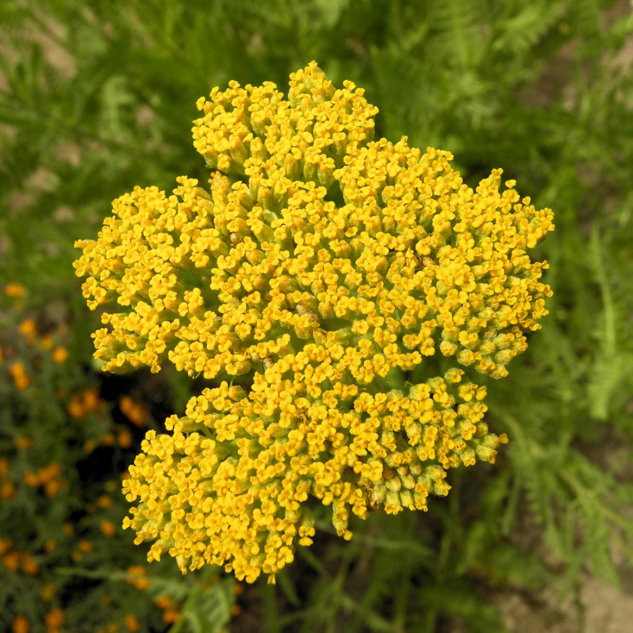 Foto van Duizendblad ‘Altgold’