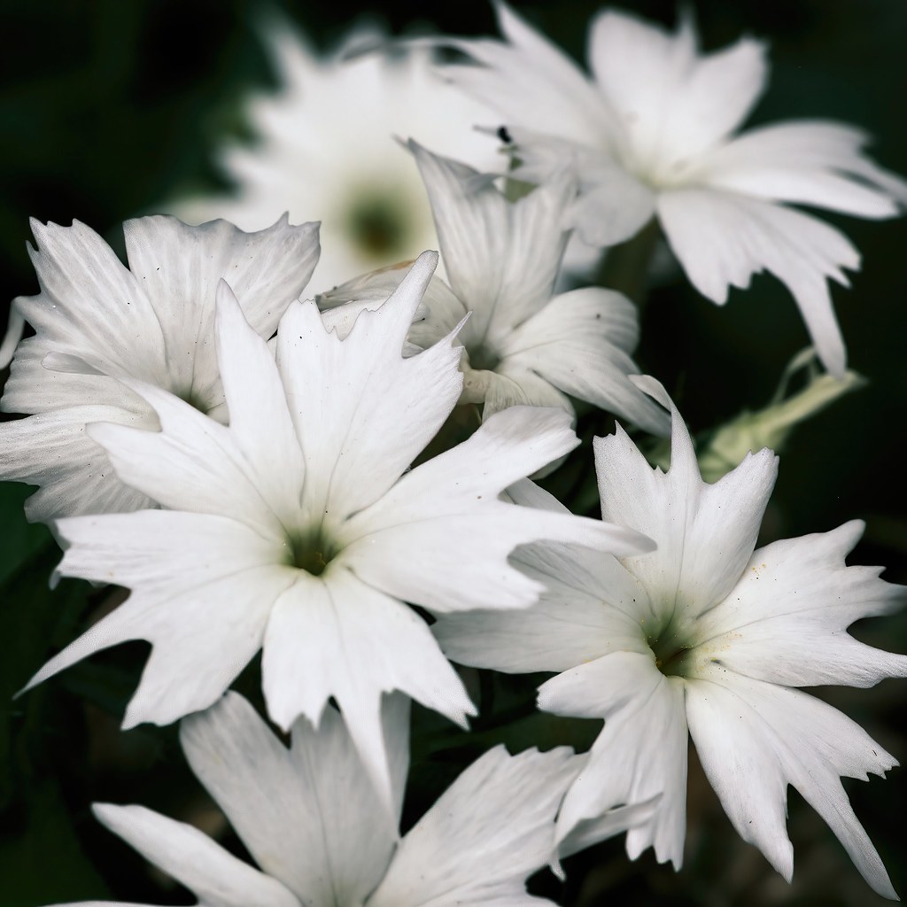 Foto van Eenjarige vlambloem