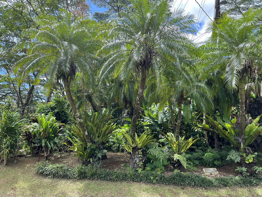Foto van Dwergdadelpalm