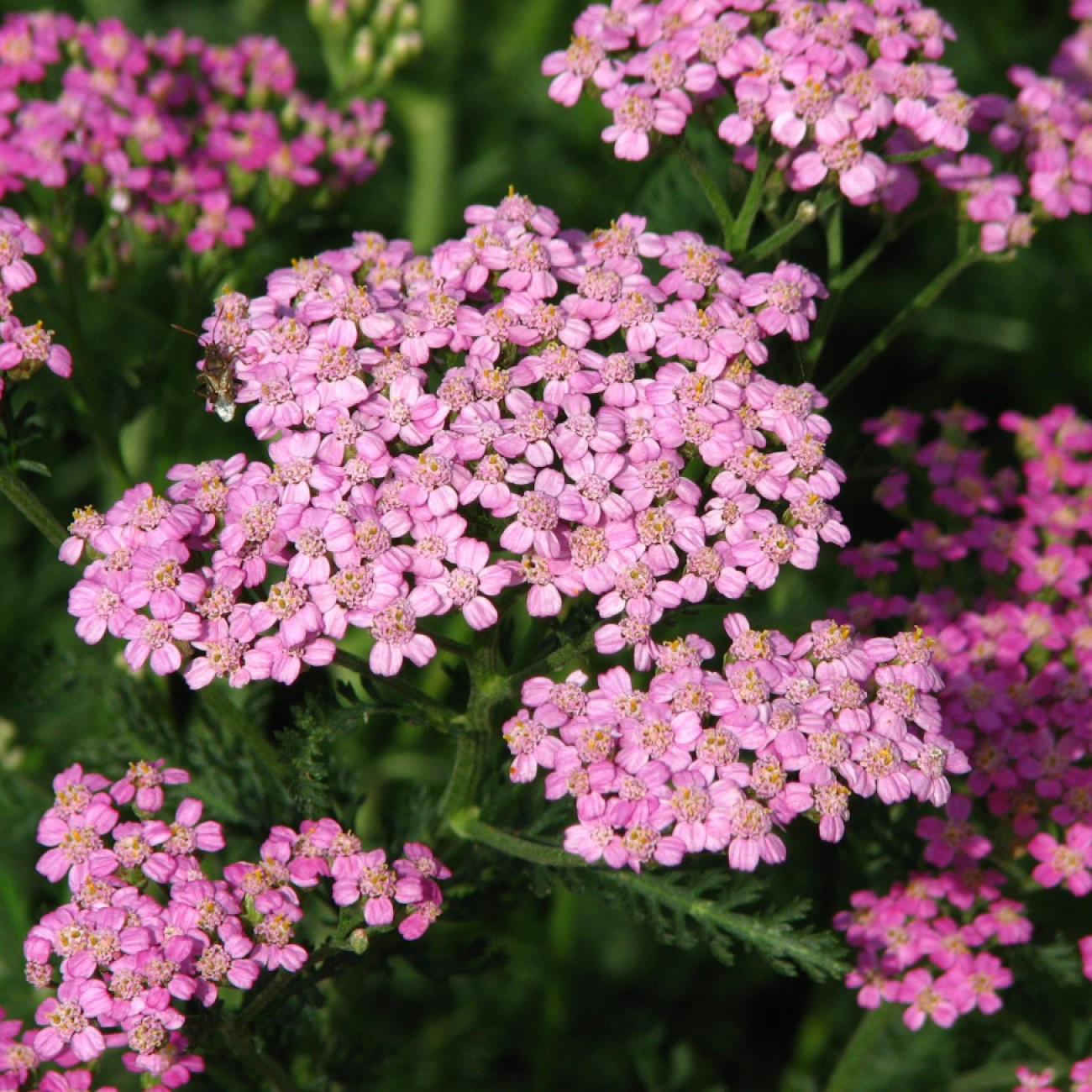 Foto van Duizendblad ‘f. rosea’