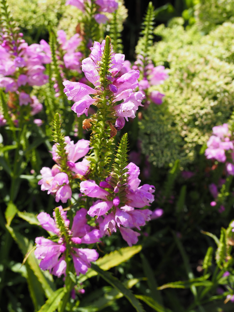 Foto van Scharnierbloem