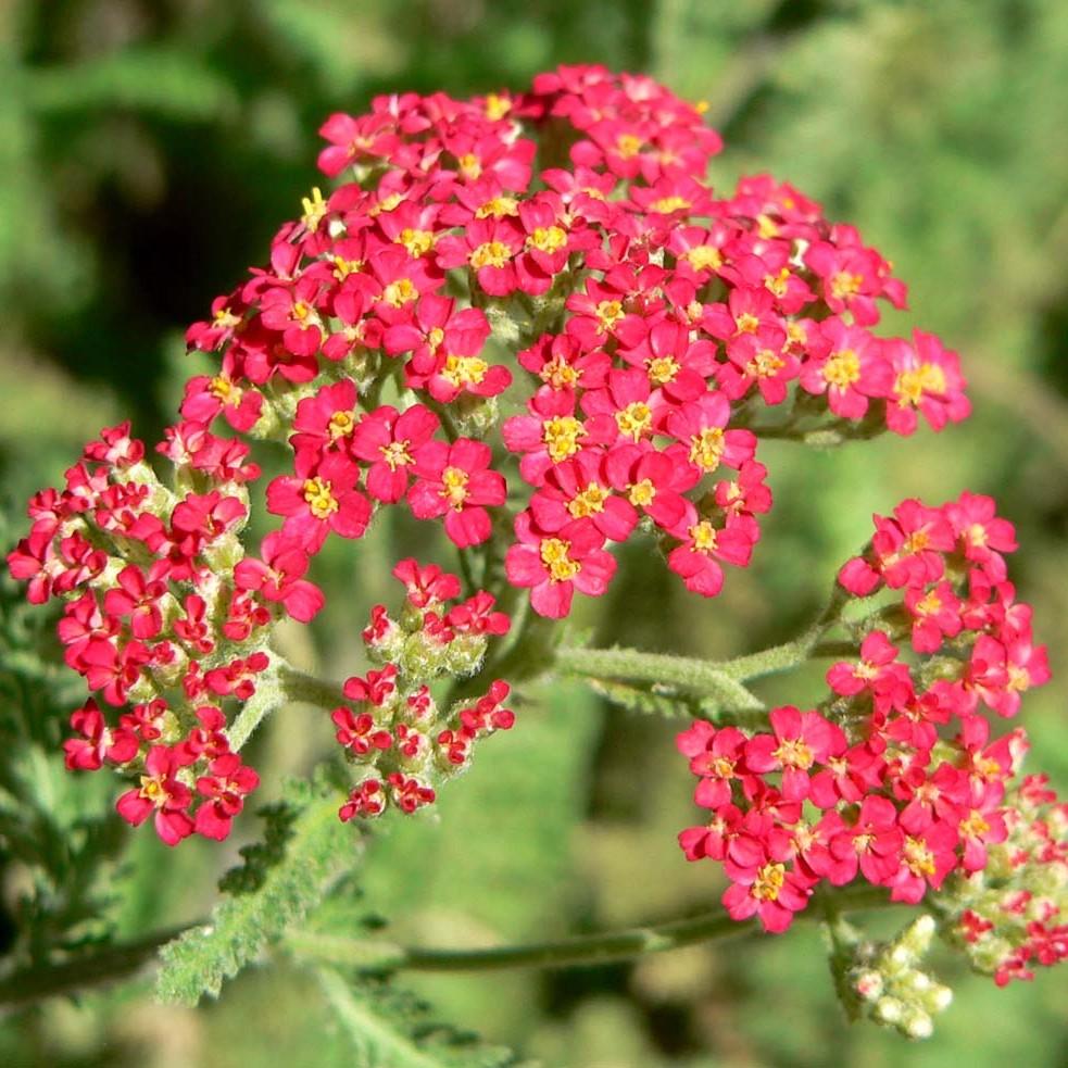 Foto van Duizendblad ‘Pomegranate’
