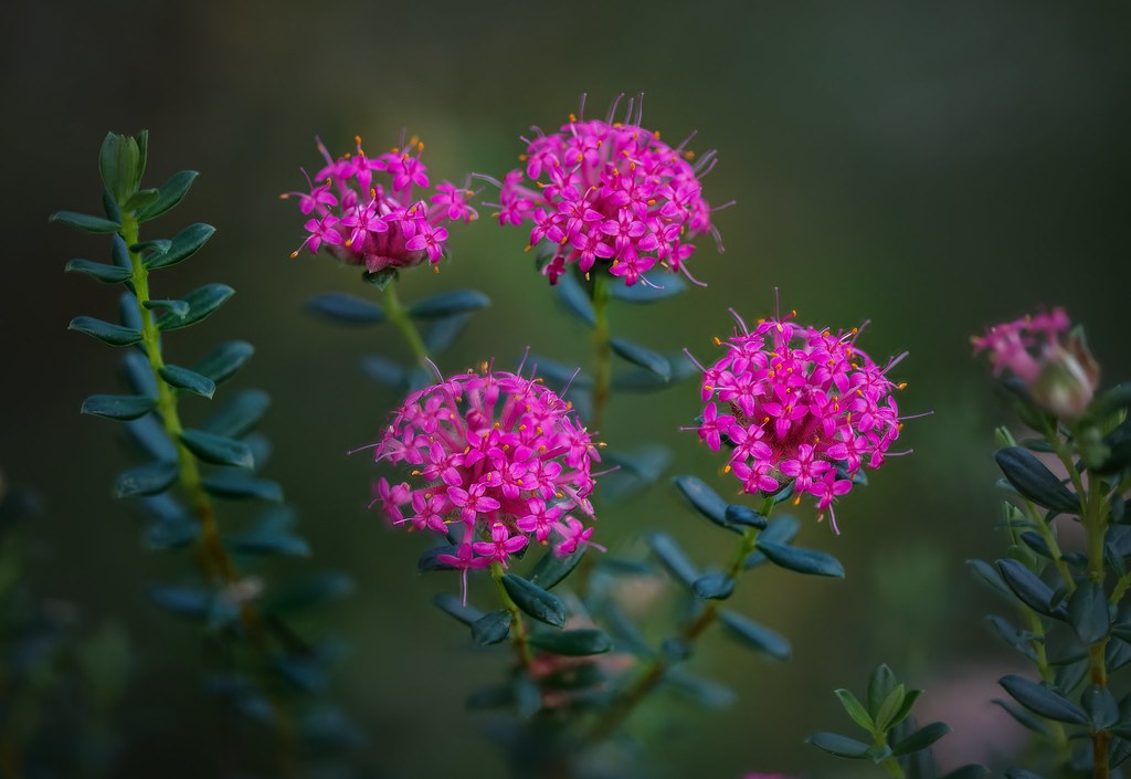 Foto van Rijstebloem