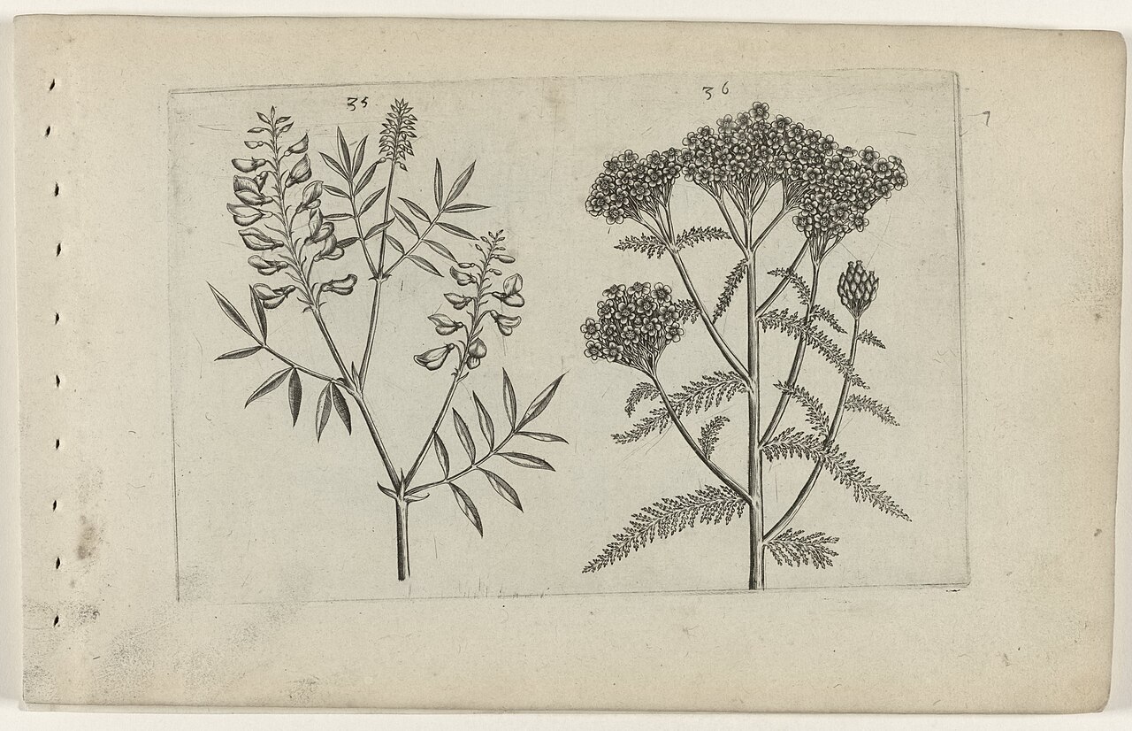 Foto van Duizendblad ‘Pretty Belinda’