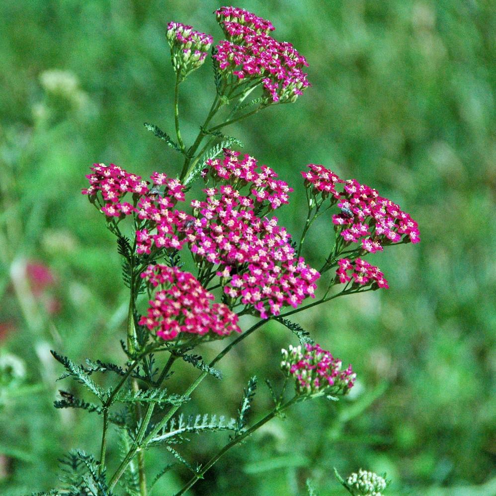 Foto van Duizendblad ‘Red Beauty’