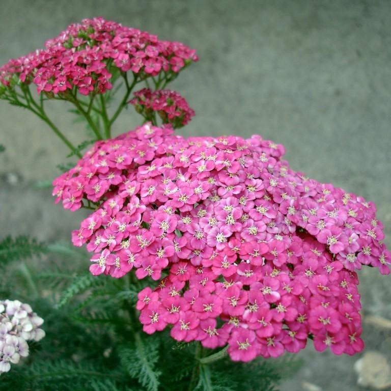 Foto van Duizendblad ‘Saucy Seduction’