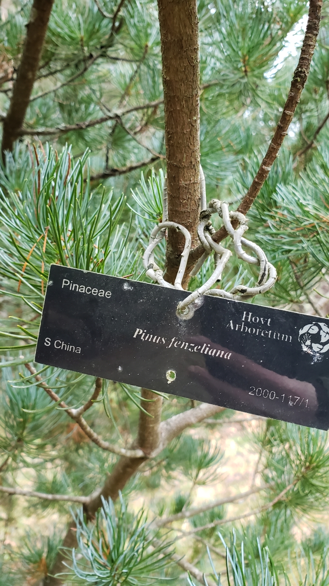 Foto van Hainan witte den