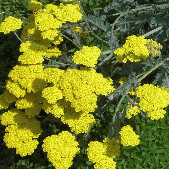 Foto van Duizendblad ‘Moonshine’