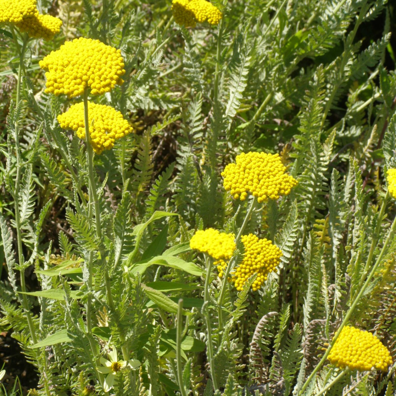 Foto van Duizendblad ‘Schwellenburg’