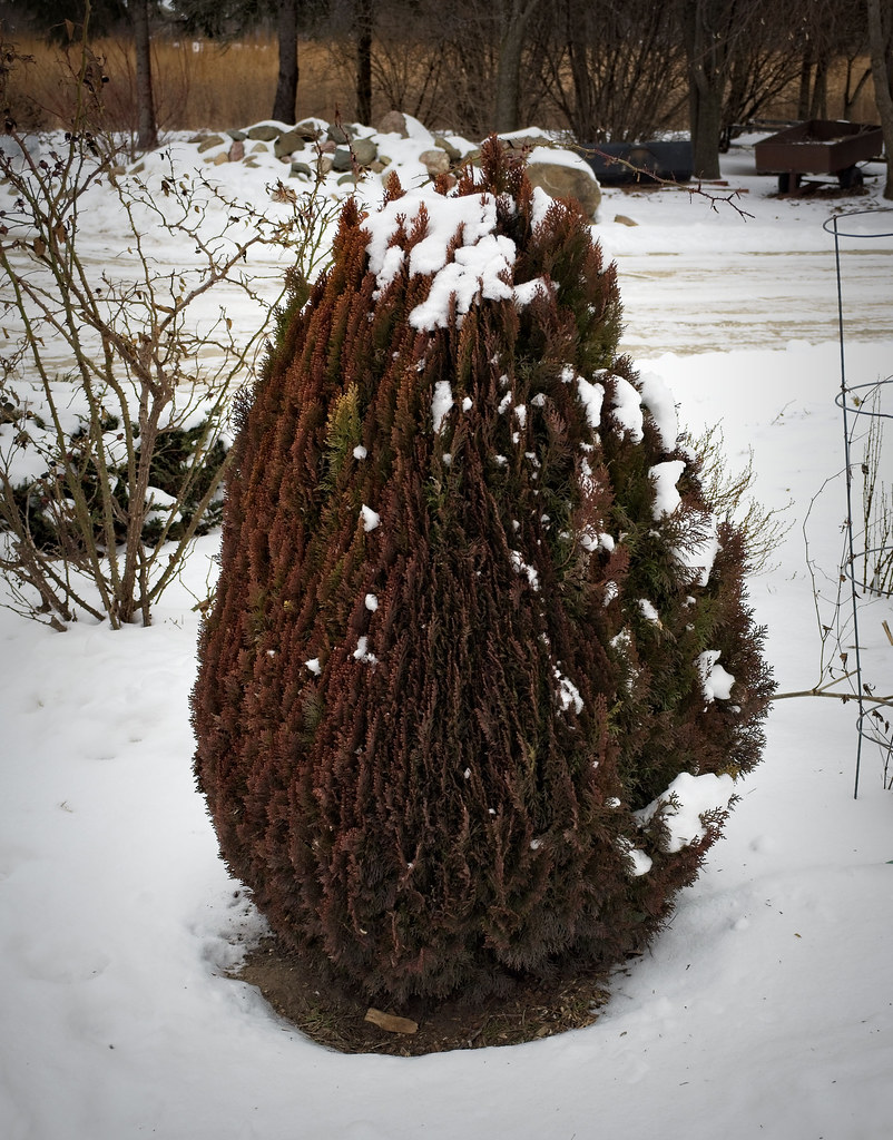 Foto van Oosterse levensboom