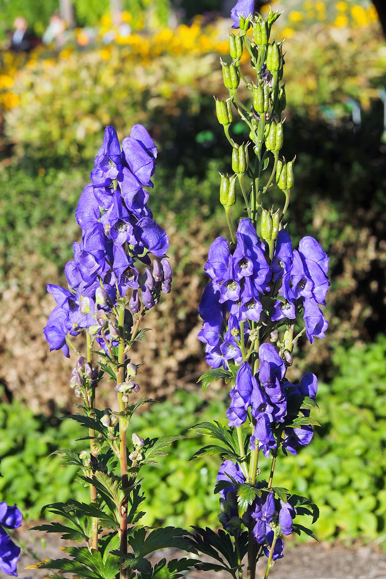 Foto van Aconitum carmichaelii ‘Arendsii’