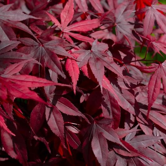 Foto van Japanse esdoorn ‘Bonfire’