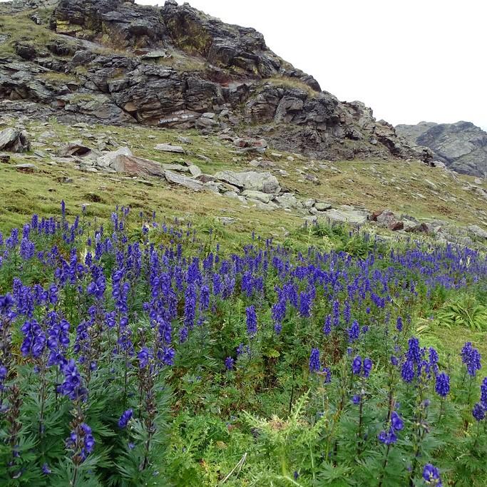 Foto van Blauwe monnikskap