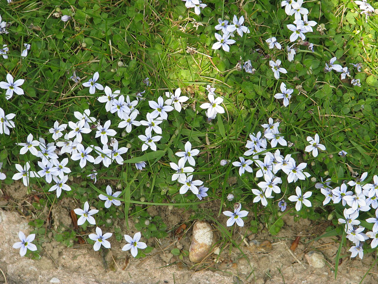 Foto van Gazonlobelia