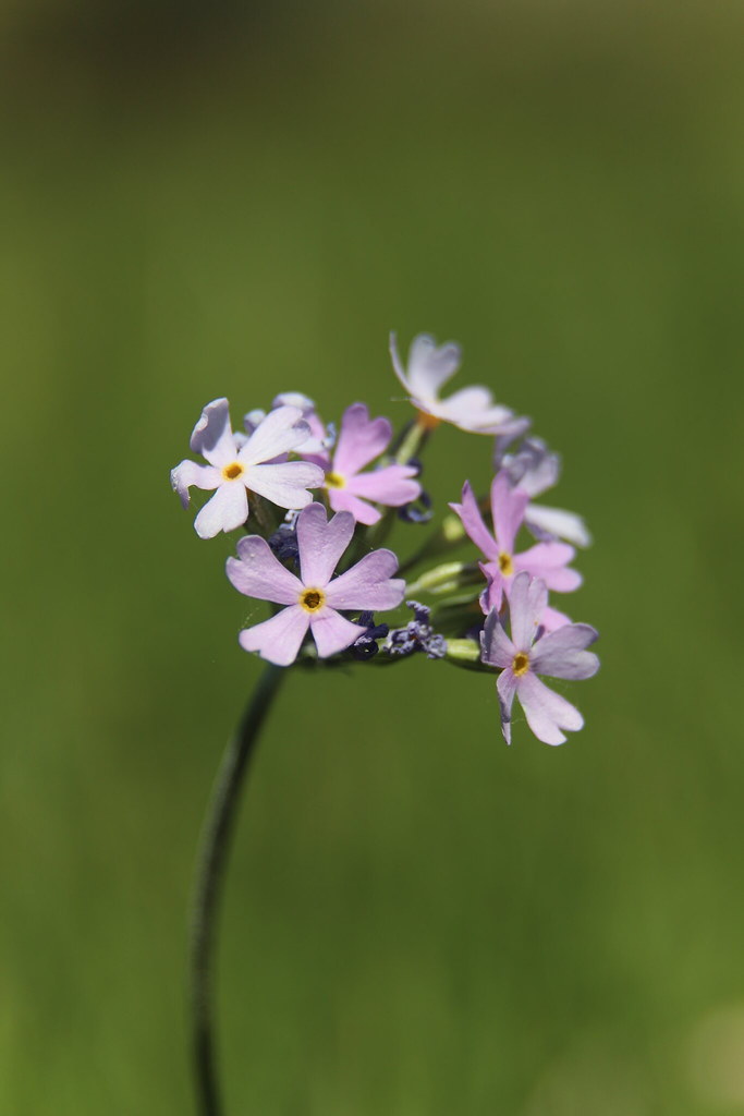 Foto van Melige sleutelbloem