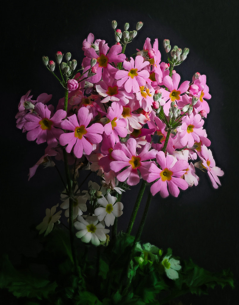 Foto van Japanse sleutelbloem